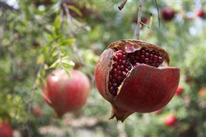 A split pomegranate on the tree