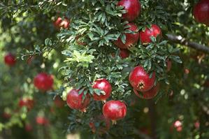 Pomegranate tree