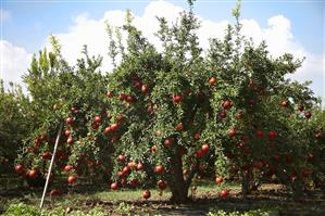 Tree with a good crop of pomegranates