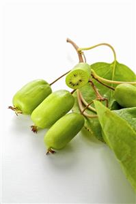 Baby kiwis on branch