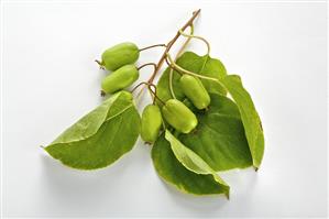 Baby kiwis on branch