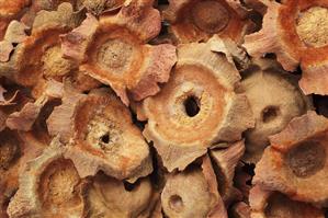 Dried persimmon calyxes