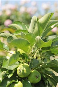 Apples on an apple tree