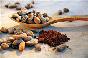 Roasted cocoa beans on wooden spoon, cocoa powder beside it