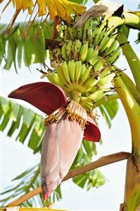 Banana plant with flower and fruit