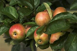 'Bohnapfel' apples on the tree