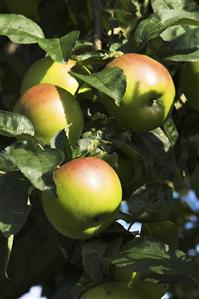 'Brettacher' apples on the tree