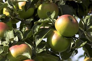 'Brettacher' apples on the tree