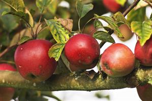 'Gloster' apples