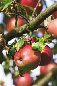 'Gloster' apples