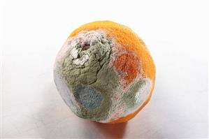 Mouldy orange