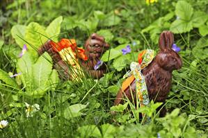 Chocolate bunny & chocolate hen among spring flowers & grass