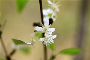 Surinam cherry blossom (Eugenia uniflora), also known as Pitanga