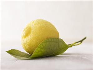 Lemon on leaf