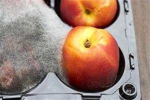 Mouldy nectarines in packaging (close-up)