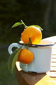 Ornamental oranges in a mug