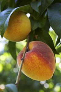 Peaches on the tree