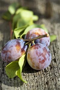 Three plums on twig