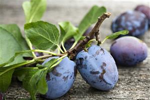 Fresh plums with leaves