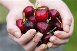 Hands holding fresh cherries