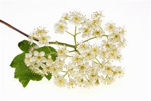 Flowers of the wild service tree (Sorbus torminalis)