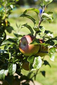 Apples on the tree