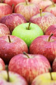 Green apple (Granny Smith) among red apples (Royal Gala)