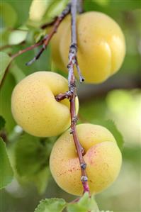 Apricots on a branch