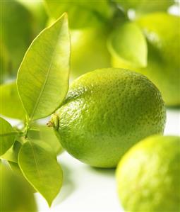 Limes with leaves (close-up)