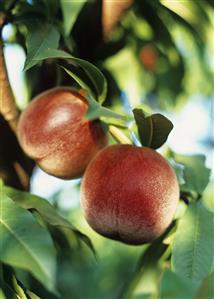 Nectarines on the tree