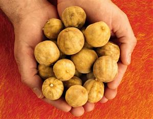 Man holding dried limes in both hands