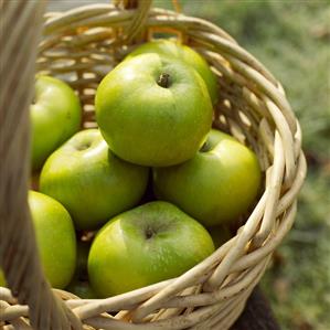 Several apples in a basket