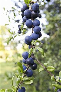 Sloes on a tree