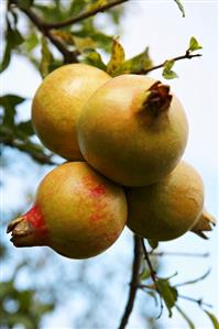 Pomegranates on the tree