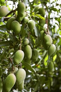 Mangos on the tree