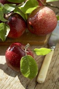 Freshly picked red apples with leaves