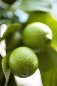 Fresh limes on the tree