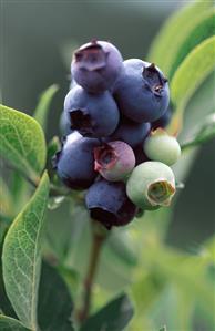 Cluster of Blueberries