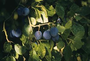 Damson Plums Growing on a Tree