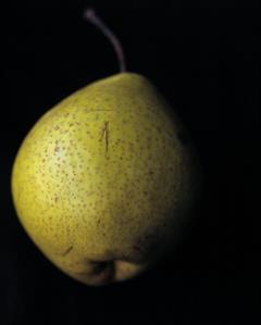 Green Anjou Pear Close Up