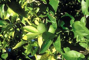 Limes on the Branch