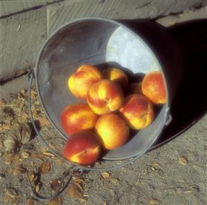 Peaches in Old Bucket