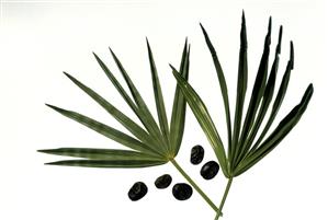 Saw Palmetto