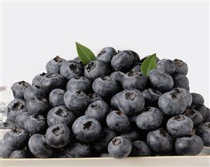 Fresh Blueberries