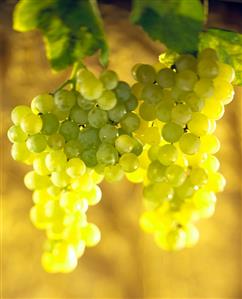 White Grapes on the Vine