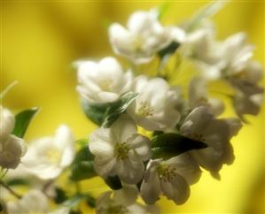 Branch of an apple tree in blossom (detail)