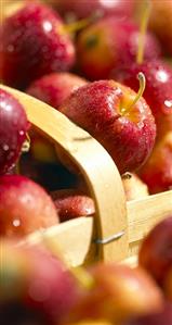 Crab Apples in a Basket