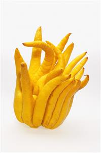 Buddha's Hand (Citrus medica)