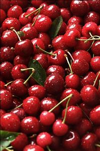 Bing Cherries with Water Drops