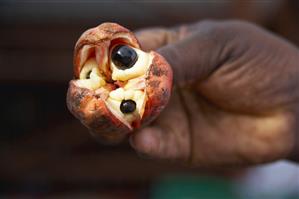 Hand Holding a Jamaican Ackee Fruit